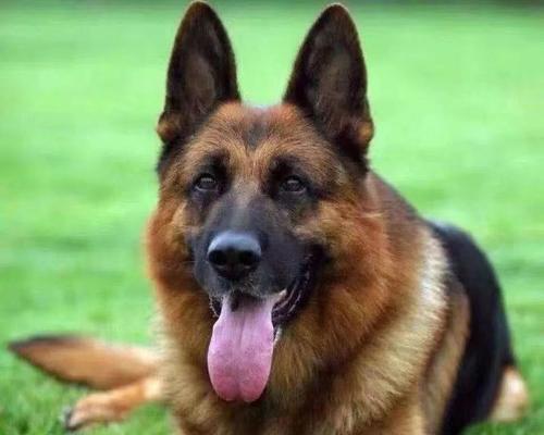 宽嘴德牧幼犬的价格是多少？购买时应注意什么？