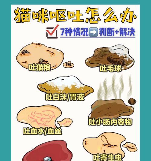 猫咪冬天怀孕吐猫粮怎么办