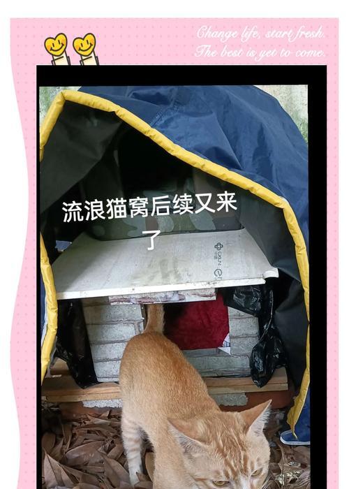 封闭式猫粮屋如何管理流浪猫？处理流浪猫的正确方法是什么？