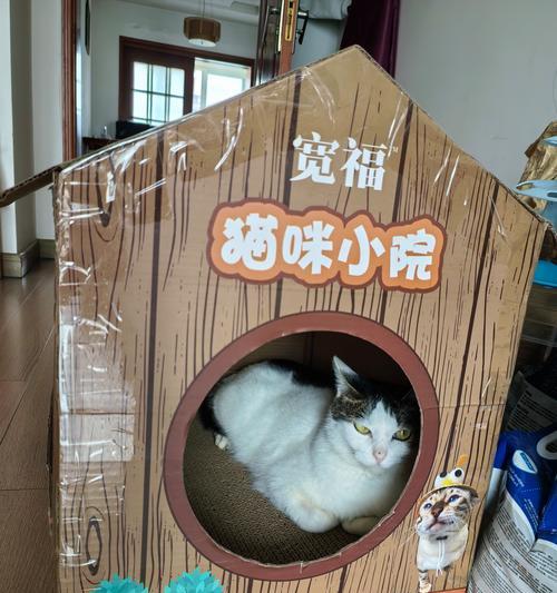 封闭式猫粮屋如何管理流浪猫？处理流浪猫的正确方法是什么？