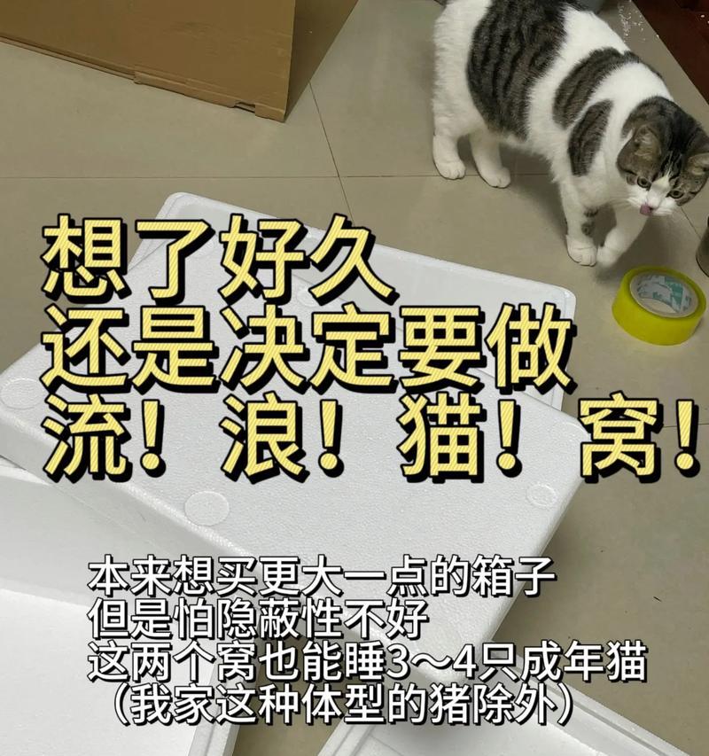 封闭式猫粮屋如何管理流浪猫？处理流浪猫的正确方法是什么？