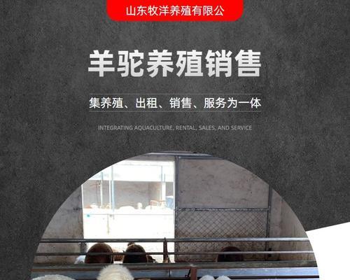 一只羊驼养殖技术要求是什么？如何正确养殖羊驼？