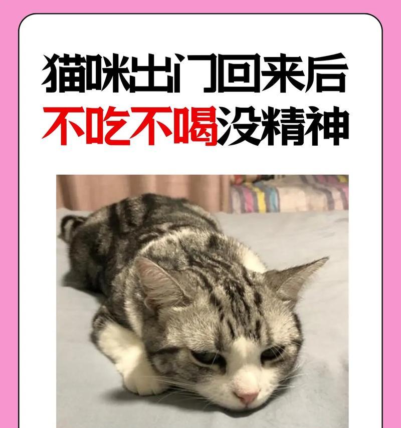 猫咪不吃猫粮还要喂吗？