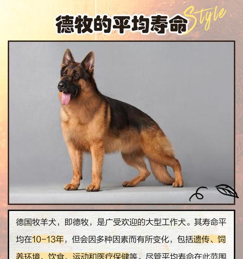 德牧幼犬的平均寿命是多少年？如何延长德牧幼犬的寿命？
