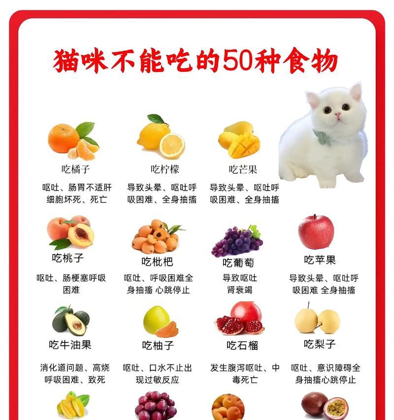 不给猫吃猫粮的话还能吃什么？有哪些替代品？