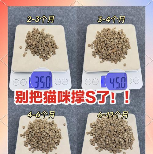 怀孕和产后猫咪应该如何喂食猫粮？