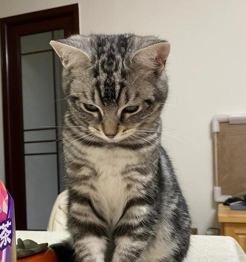 猫咪换粮后不吃食且无精打采的原因是什么？