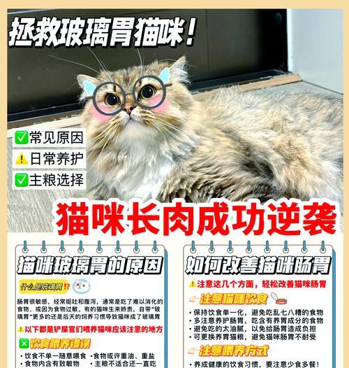 猫咪拉稀时是否还能继续喂食猫粮？应该采取什么措施？