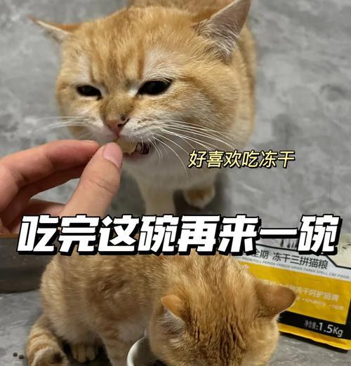 猫粮喂养猫咪的最佳方法是什么？