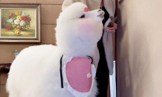 如何制作假羊驼的衣服？