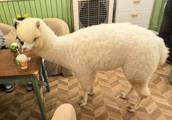 如何制作假羊驼的衣服？