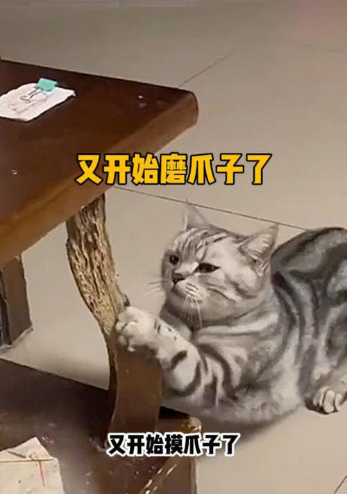 给猫倒猫粮时它为何会去磨爪子？这是什么行为？