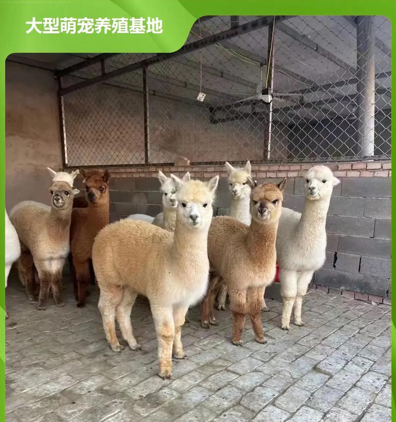 在农村如何正确养殖羊驼？需要注意什么？