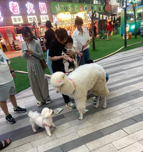 羊驼闯进超市会怎么样？超市如何应对这种突发事件？