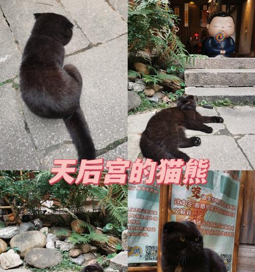 老虎不能吃猫粮的原因是什么？