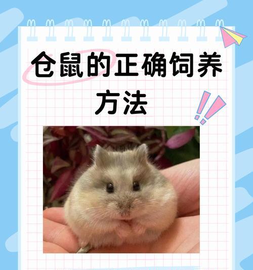 仓鼠可以吃马可波罗火腿肠吗？为什么它们不吃牛肉？