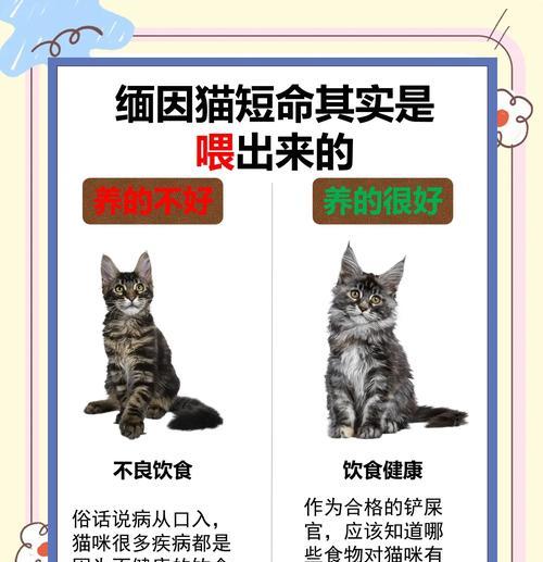 缅因猫粮是否可以频繁更换？更换猫粮的正确理由是什么？