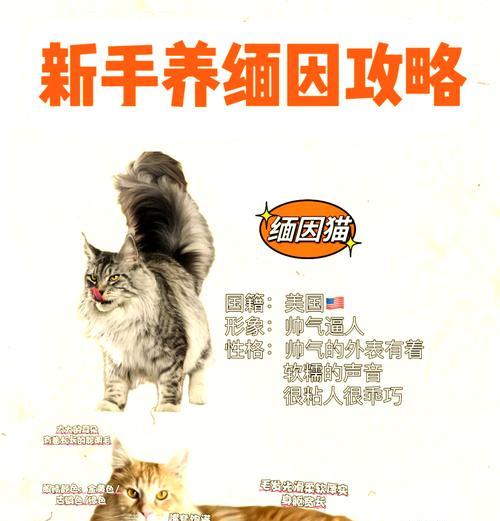 缅因猫粮是否可以频繁更换？更换猫粮的正确理由是什么？
