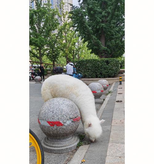 猫粮碗里出现果蝇怎么办？羊驼外套如何更换？