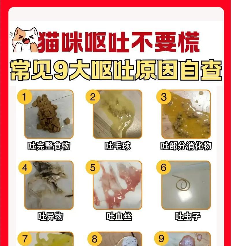 猫咪呕吐后如何快速恢复？