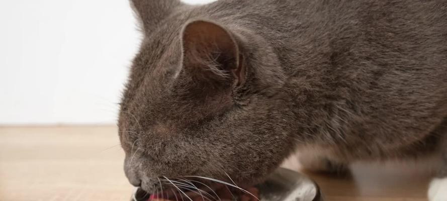猫咪为何只在饿时才吃猫粮？