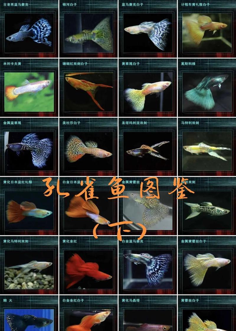 绿马赛克孔雀鱼的饲养难度如何？它们的健康状况如何判断？