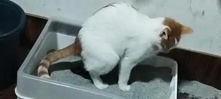 吃猫粮为什么拉屎好臭？猫粮导致猫咪排便臭的原因是什么？