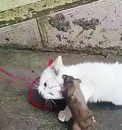 如果老鼠吃了猫粮被猫抓到会发生什么？