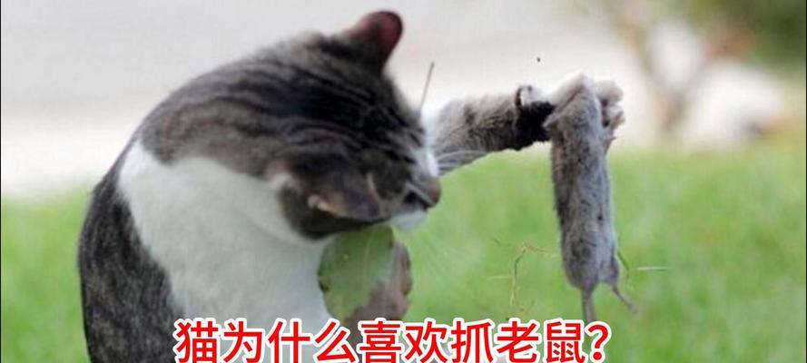 如果老鼠吃了猫粮被猫抓到会发生什么？