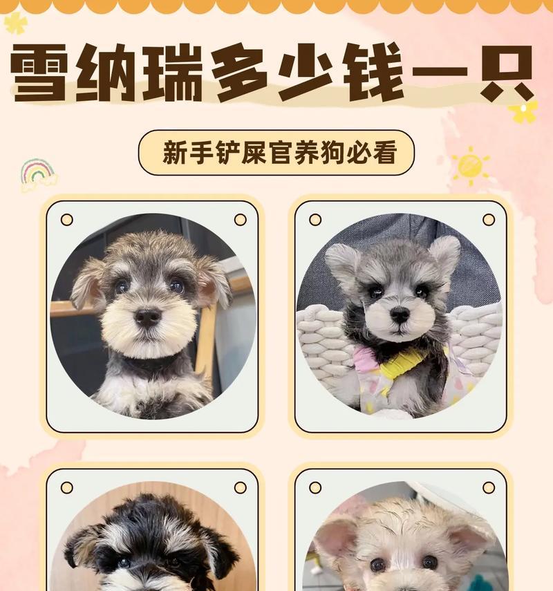 雪纳瑞黑银价格是多少？购买时应注意哪些因素？