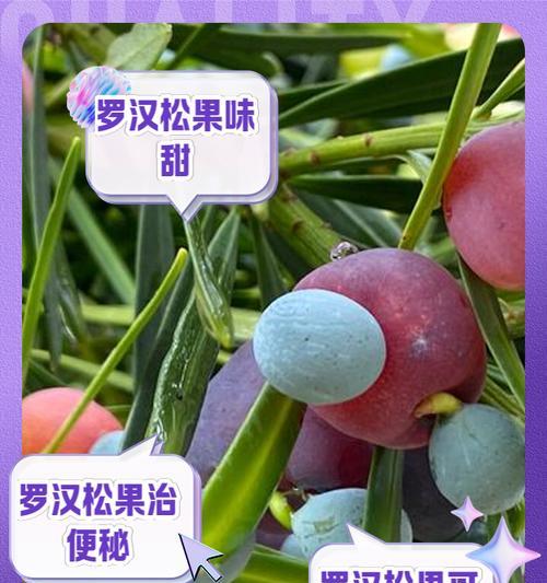 罗汉果的味道像猫粮吗？正确的食用方法是什么？