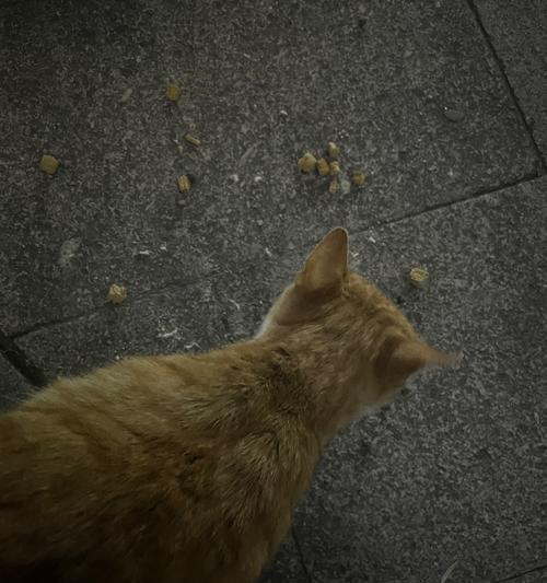 深夜喂流浪猫吃猫粮会怎么样吗为什么？深夜喂食对流浪猫有何影响？