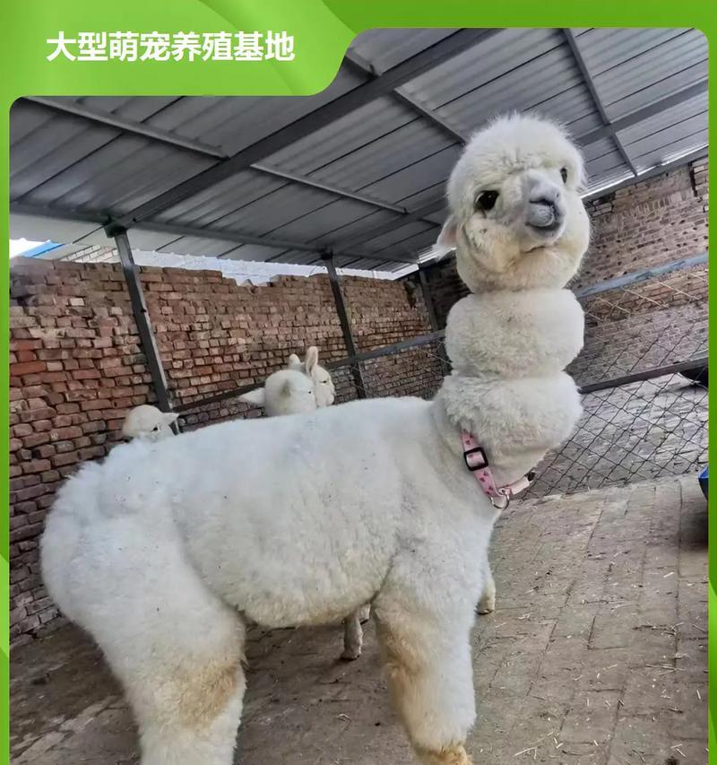 家里有羊驼该如何照顾？羊驼的日常护理和饲养要点是什么？