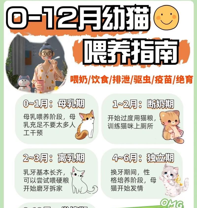 幼猫的猫粮喂食计划如何制定？