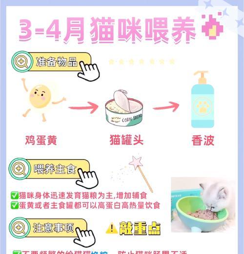 幼猫的猫粮喂食计划如何制定？