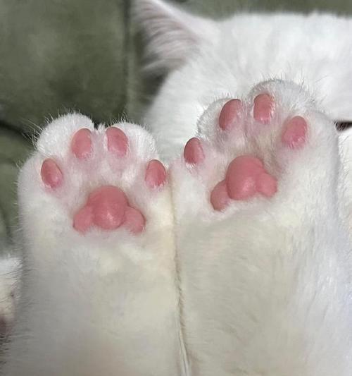 猫咪吃猫粮时脚部动作有何含义？