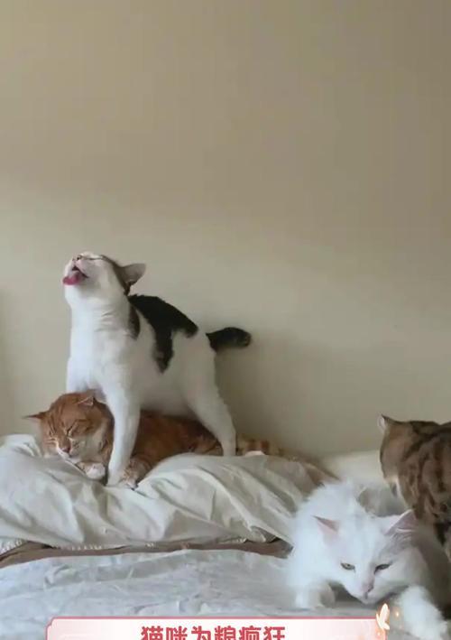 猫咪吃猫粮时脚部动作有何含义？