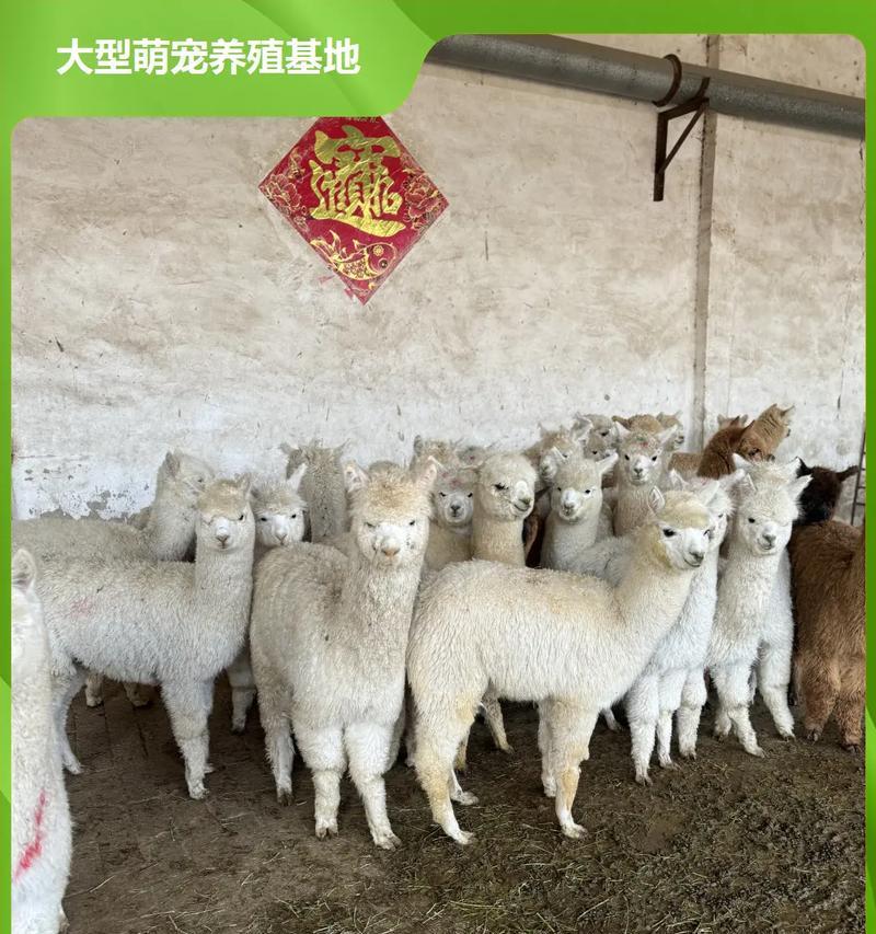 在北京如何购买羊驼幼崽？