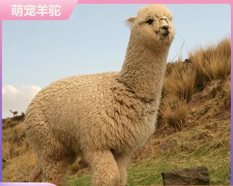 冰冻大羊驼的香味会改变吗？食用后对健康有何影响？