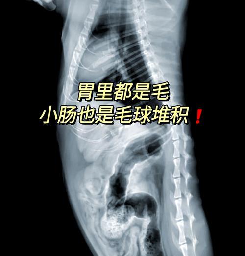 吐猫粮有泡沫还有猫毛怎么回事？如何解决？