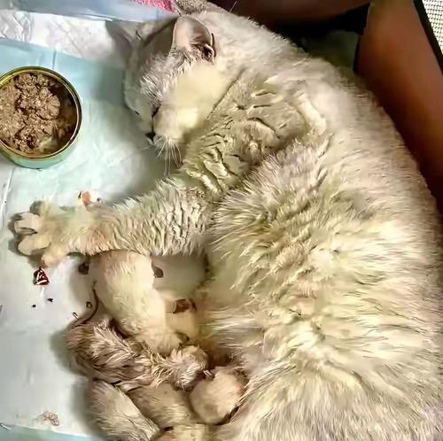 忘记喂猫粮猫咪会怎样？