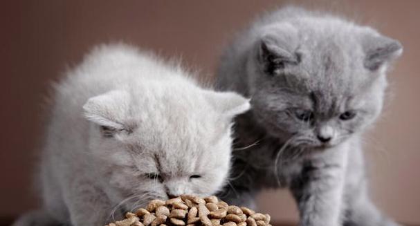 猫咪偷吃快递中的猫粮会有什么后果？如何防止这种情况？