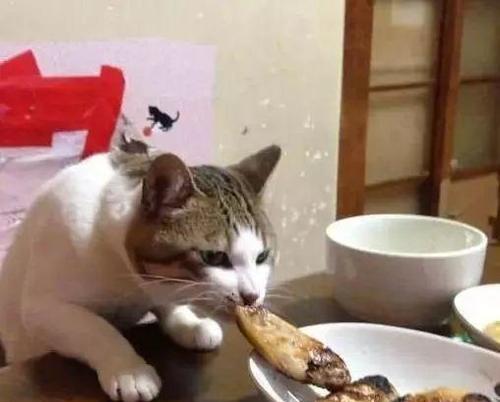 猫咪偷吃快递中的猫粮会有什么后果？如何防止这种情况？