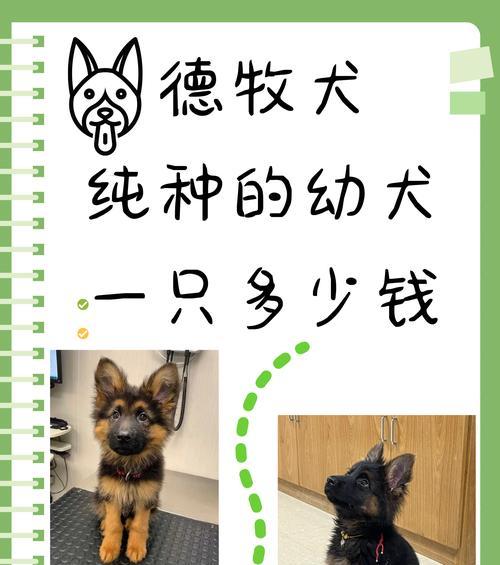 德牧一天的口粮应该多少克？如何计算合适的食量？