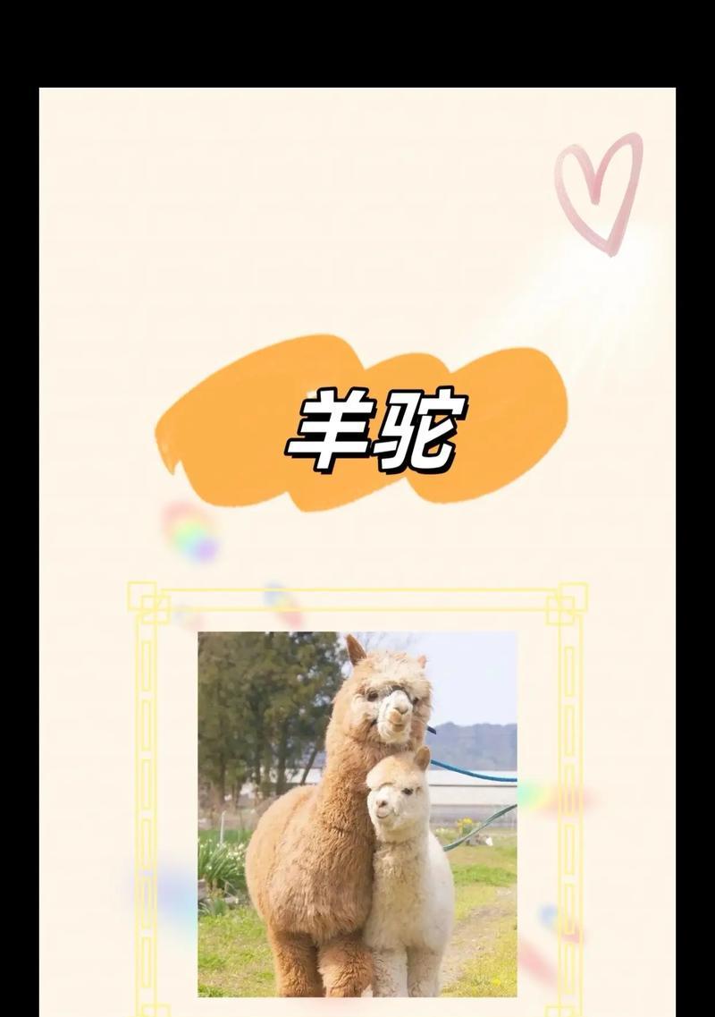水果味的羊驼应该叫什么名字？如何给宠物起一个有趣的名字？