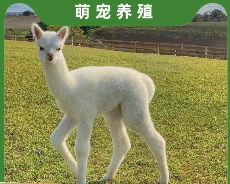 水果味的羊驼应该叫什么名字？如何给宠物起一个有趣的名字？