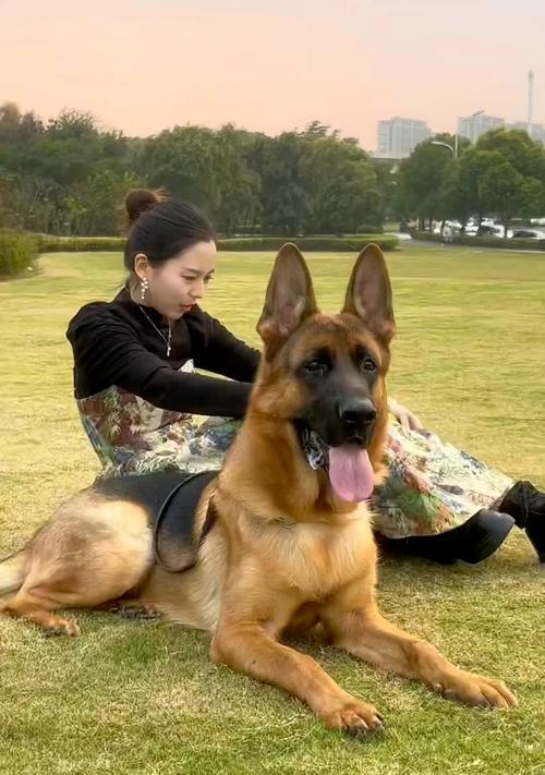 德牧免费皮肤如何获取？需要支付费用吗？