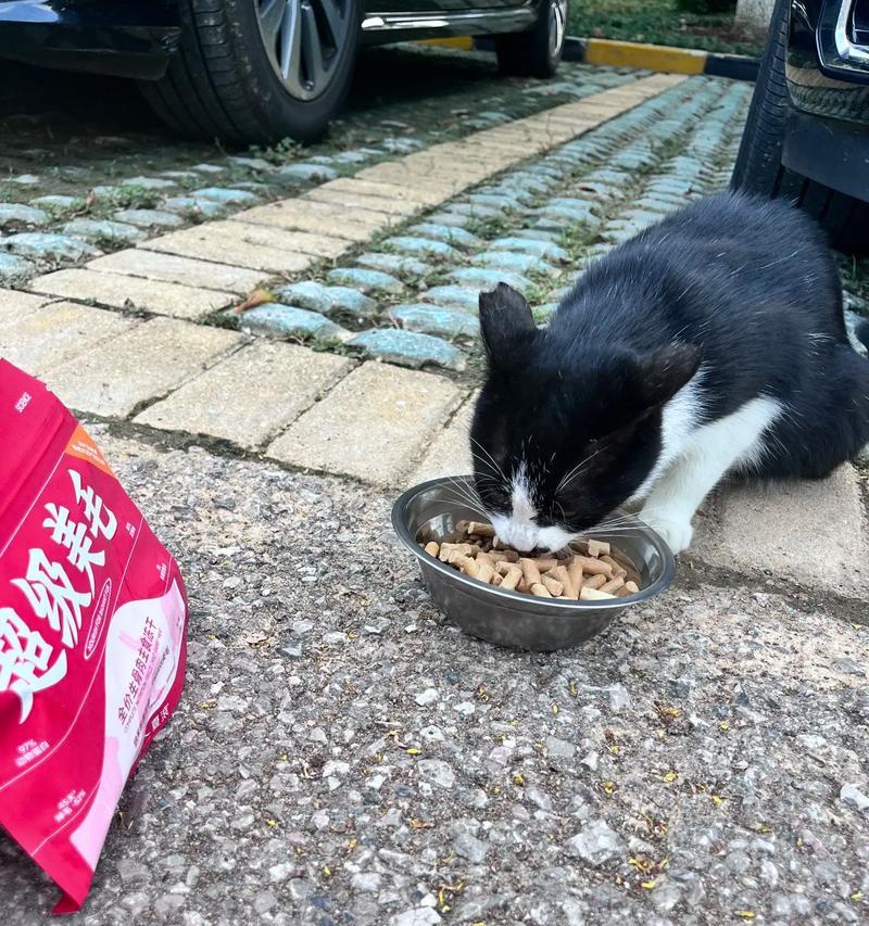 流浪猫长期吃猫粮不吃肉会有什么后果？