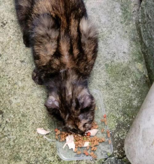 流浪猫长期吃猫粮不吃肉会有什么后果？