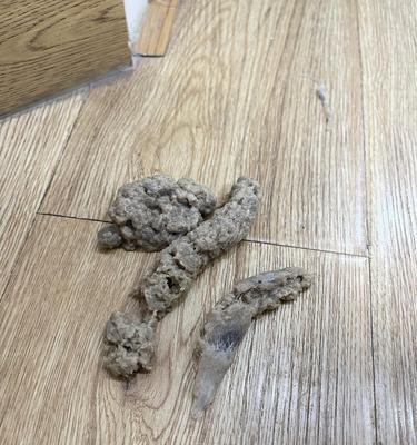 猫呕吐物是猫粮？这是什么情况？
